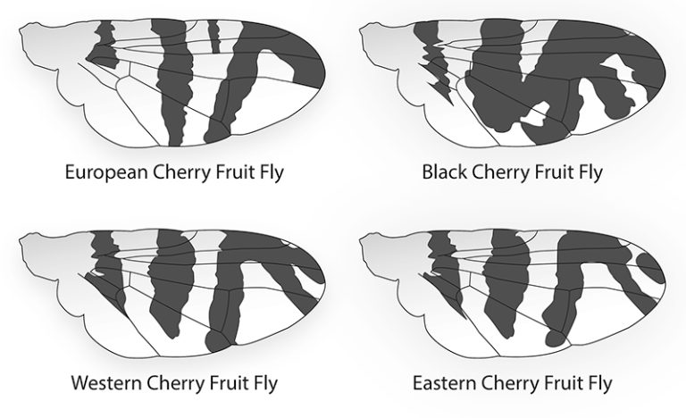The European cherry fruit fly's wing pattern includes an intercalary band, a small band in the anterior margin near the midlength, and a complete, unforked apical band. Native species lack the intercalary band and have the apical band forked or broken into a posterior branch and an apical spot.
