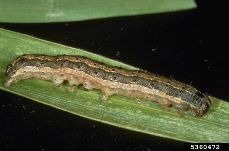 Fall armyworm caterpillar on a leaf.