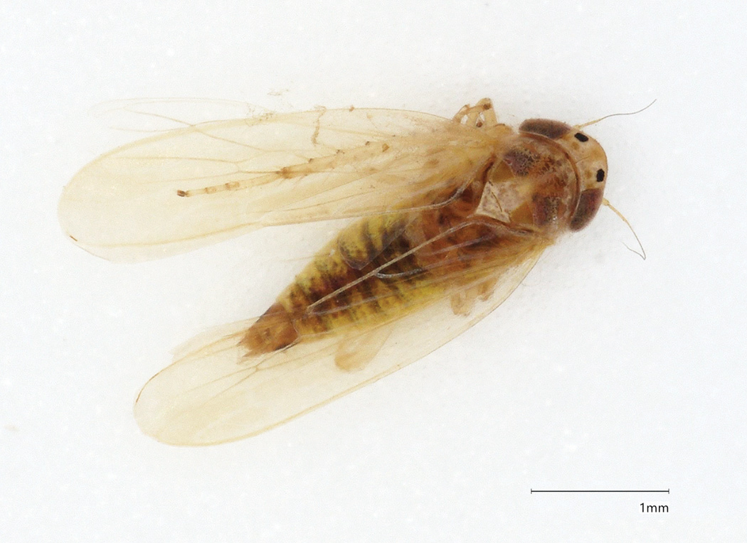 Dorsal view of an adult corn leafhopper.