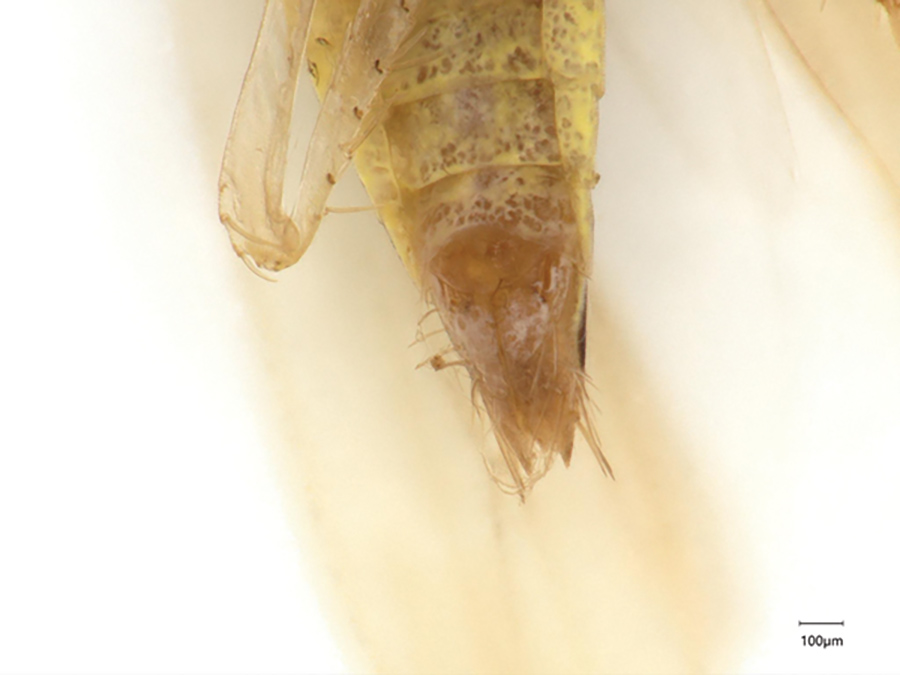 Abdomen of an adult male adult corn leafhopper.