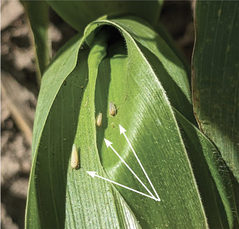 Yellowish corn leafhopper adults on a healthy corn leaf in a field.