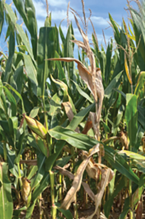 Corn plant in a field that is drying out due to corn stunt spiroplasma infection.