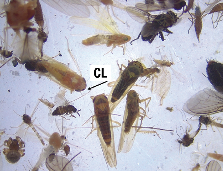 Sample of a variety of insects captured in a corn field.