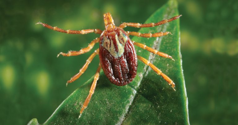 Adult female Gulf Coast tick
