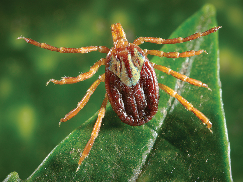 Adult female Gulf Coast tick