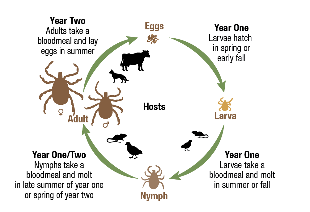 Gulf Coast tick life cycle. Year 1: eggs hatch into larvae in spring or early fall. Larvae take a blood meal and molt into a nymph in summer or fall. Nymphs take a blood meal and molt in late summer (year 1) or in spring (year 2). Year 2: Adults take a blood meal and lay eggs in summer.