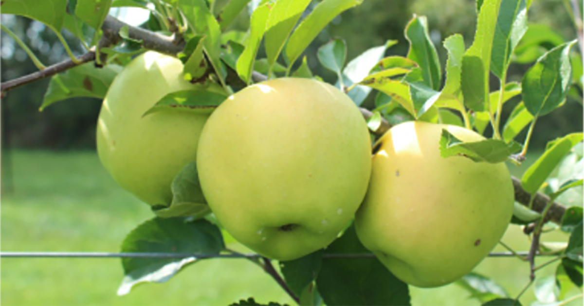 Three golden delicious apples on tree branch.