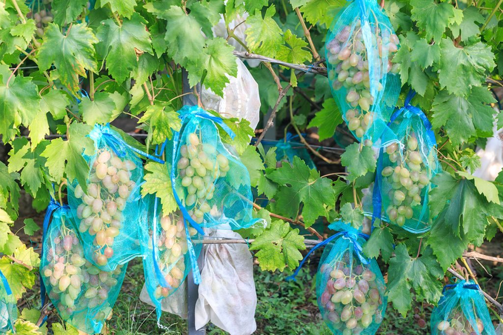 Grapes growing on vine with bags to protect fruit