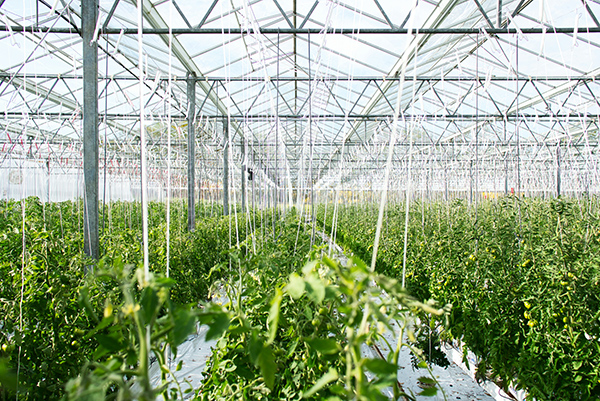 Greenhouse with medium-sized tomato plants