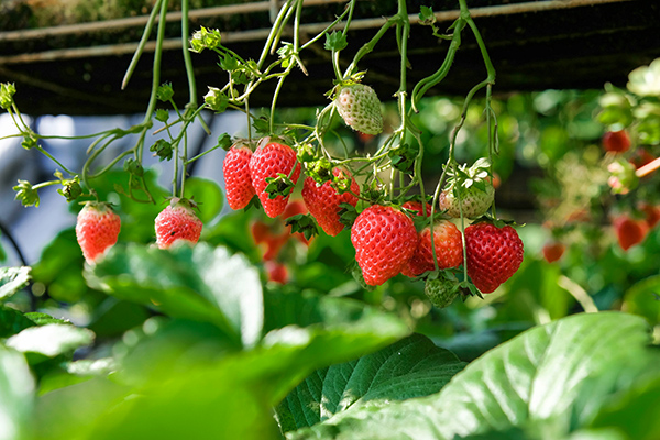Ripening strawberries hanging from a raised bed