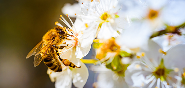 Honey bee photo from Adobe Stock. 