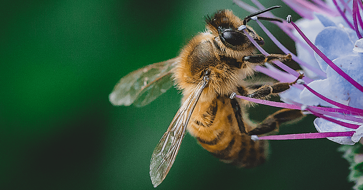 Honey bee on blue flower with green background