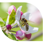 Honeybee on white flower.