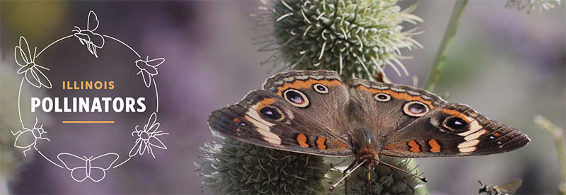 Illinois Pollinators. Background image of a colorful butterfly on a prairie flower.