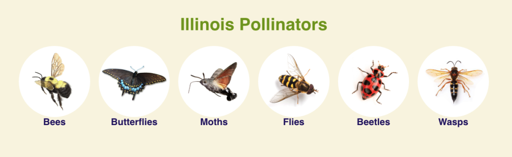 Illinois Pollinator categories: bees, butterflies, moths, flies, beetles and wasps