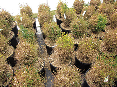 Infected boxwoods in pots.
