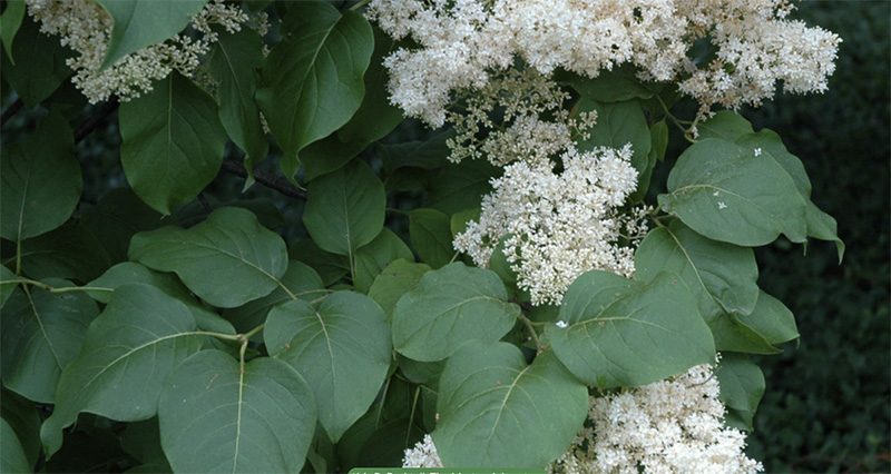 Japanese tree lilac branch showing blooms. 
