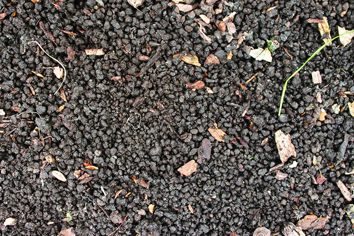 Soil texture left behind by jumping worms with the appearance similar to coffee grounds.