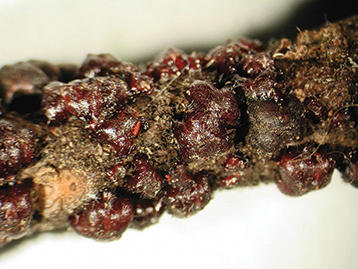 Close up of lobate lac scale on a thin branch.
