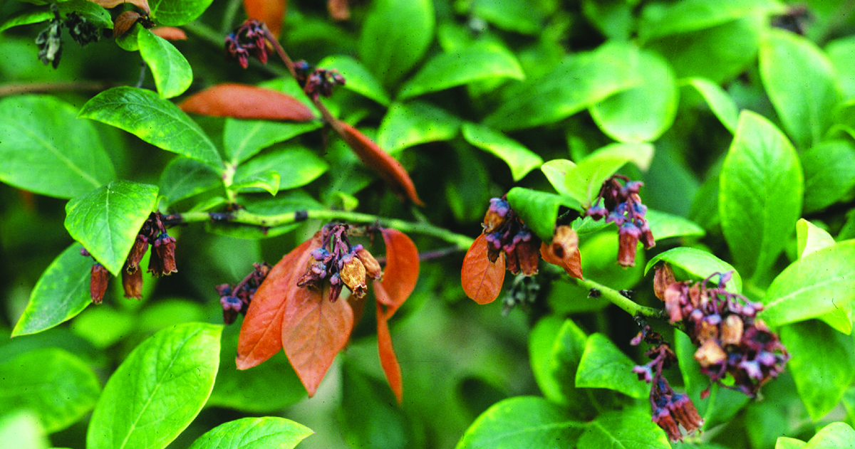 Necrotic leaves and flowers on blueberry scorch virus-infected blueberry bush.