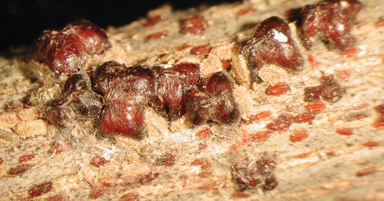 Lobate lac scale, adults and young