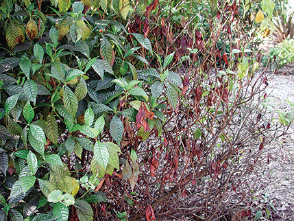 Lobate lac scale infestation on coffee plant. Leaves are green and healthy on left side of plant, and the right side looks dead with brown, dried leaves.