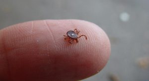 Lone star tick. Photo by Gerald Holmes, Strawberry Center, Cal Poly San Luis Obispo, Bugwood.org.