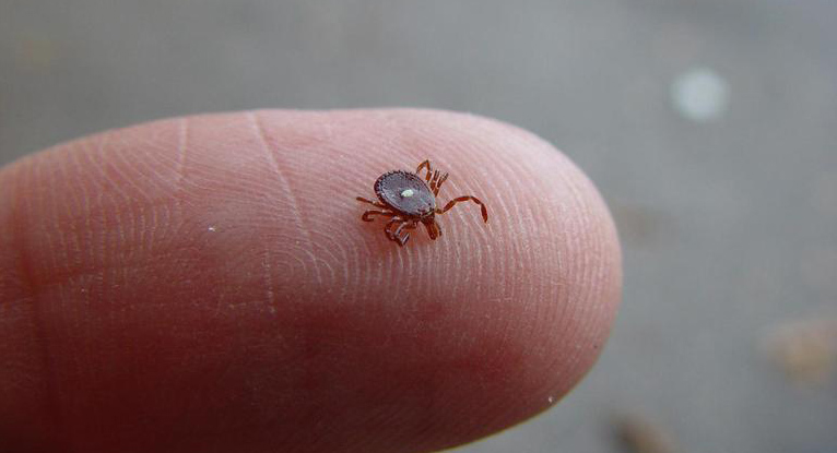 Lone star tick adult showing white dot in center of tick as it sits on a finger. 