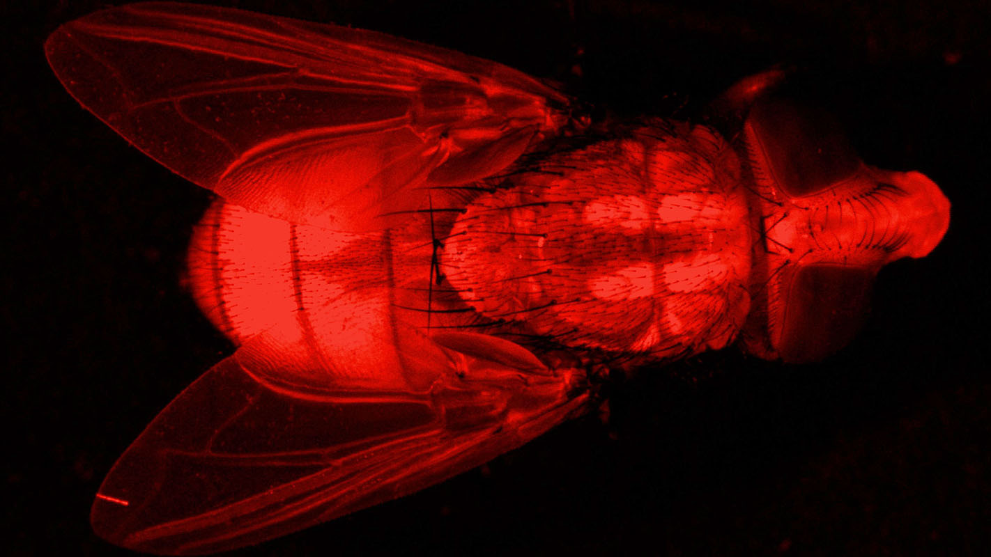 Fluorescent imaging of a New World screwworm fly. Photo courtesy of NC State.