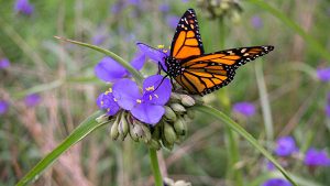 Adult monarch resting on violet spiderwort flower.