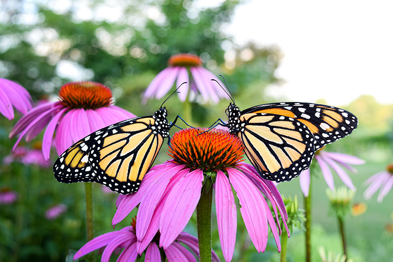 Two adult monarchs resting on a coneflower.