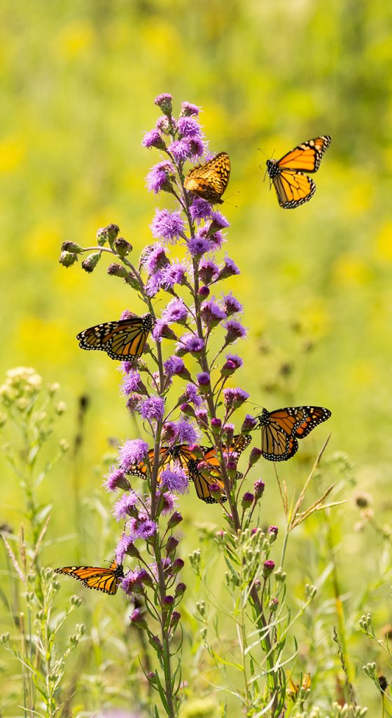 Monarchs nectaring on button blazing star in a prairie