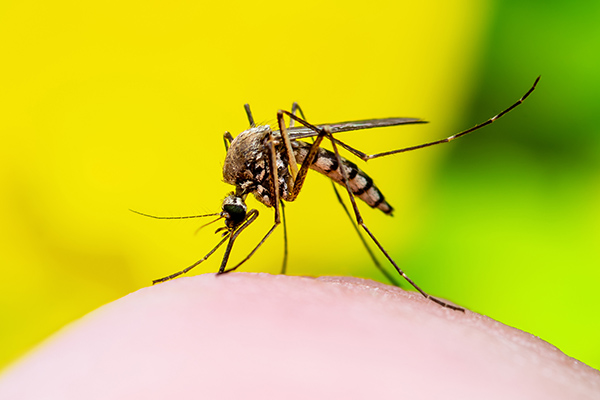 Close up of feeding mosquito. 