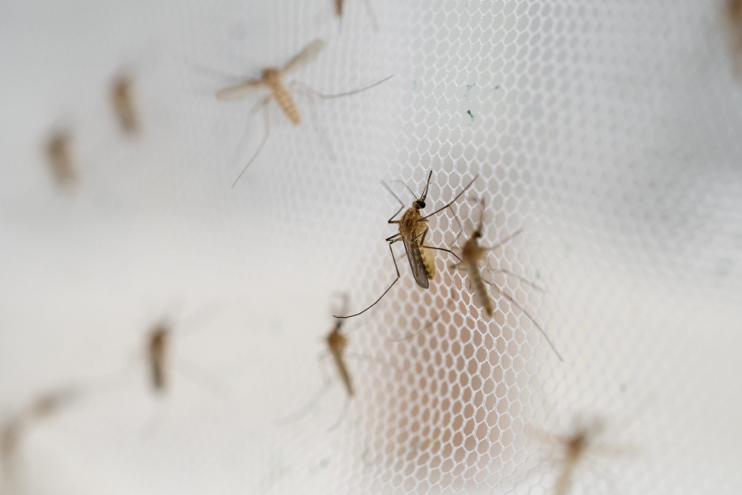 Mosquitos gathering on a net