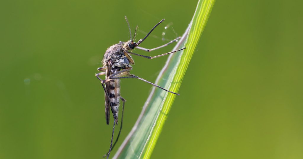 Mosquito resting on a blade of grass