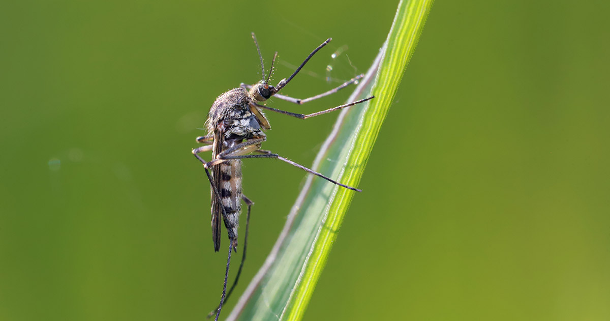 Mosquito resting on a blade of grass