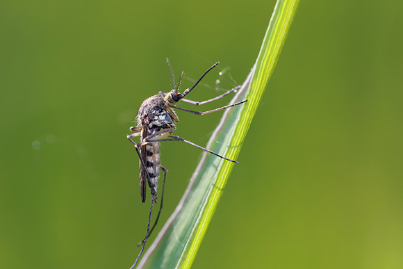 Mosquito resting on a blade of grass