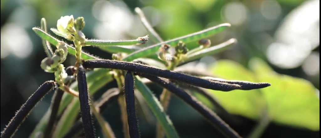 Early development of mungbean pods