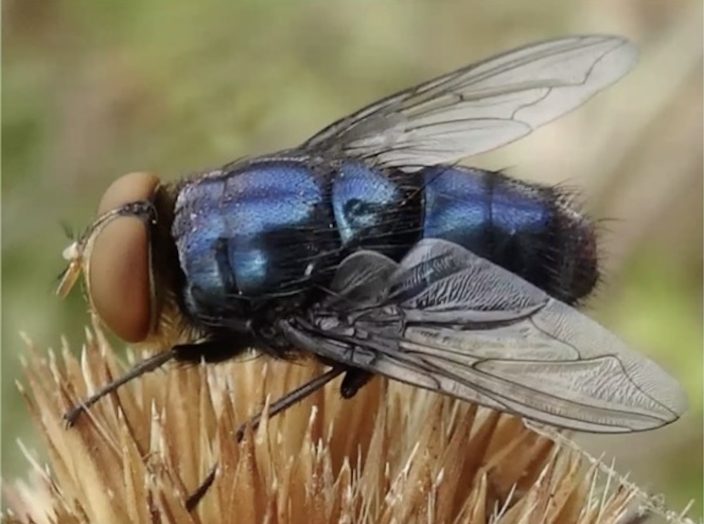 New World screwworm adult fly