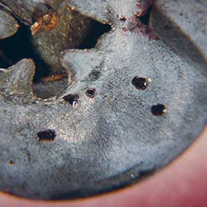 Blueberry with oviposition holes from female SWD.