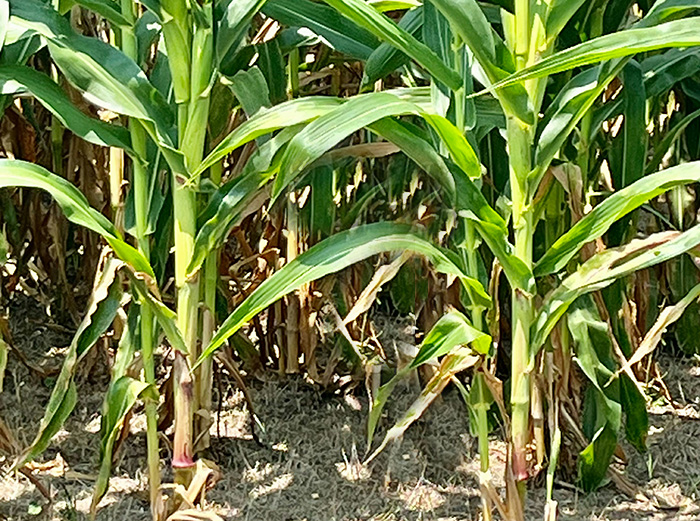 View of the bottom of a corn field canopy