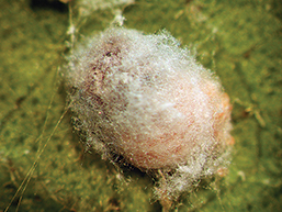 Pink hibiscus mealybug egg mass.
