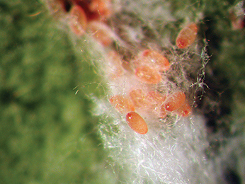 Pink hibiscus mealybug eggs.