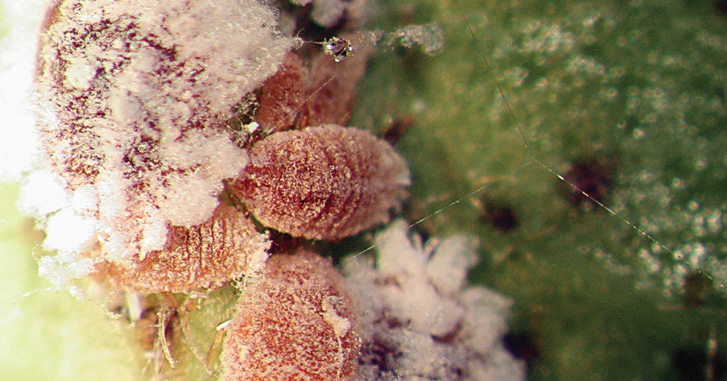 Adult female pink hibiscus mealybug adults.