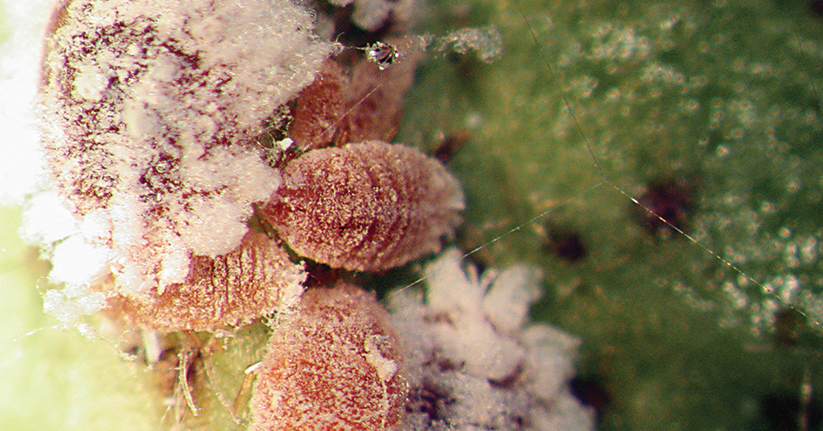 Adult female pink hibiscus mealybug adults.