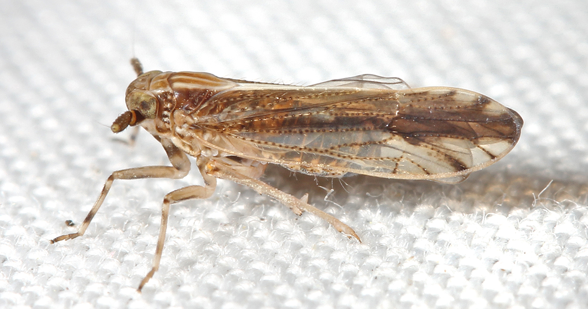 Sugarcane planthopper adult side view on white background.