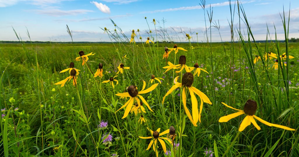 Beautiful prairie landscape with gray-headed coneflower in front and blue sky behind.