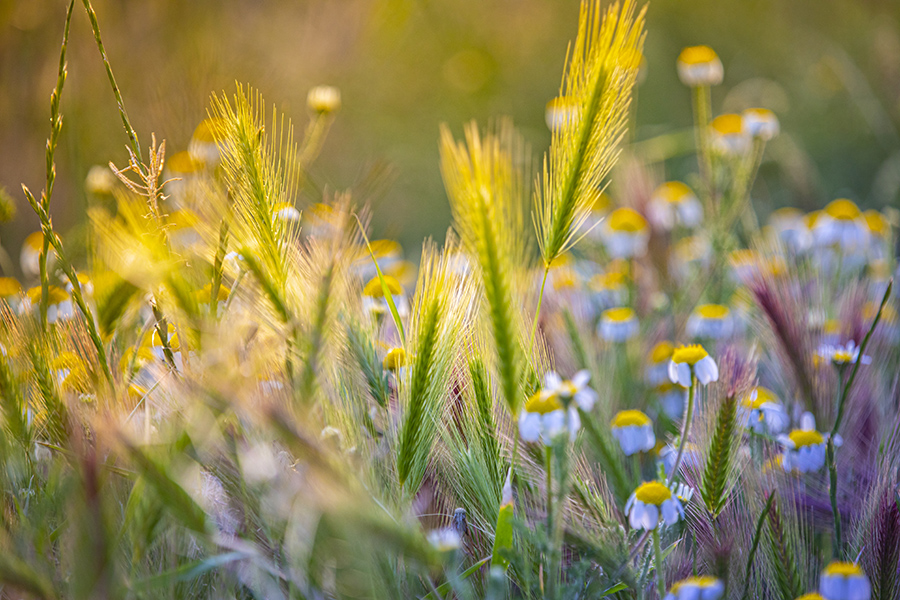 Prairie with grasses and daisy fleabane glowing in evening light