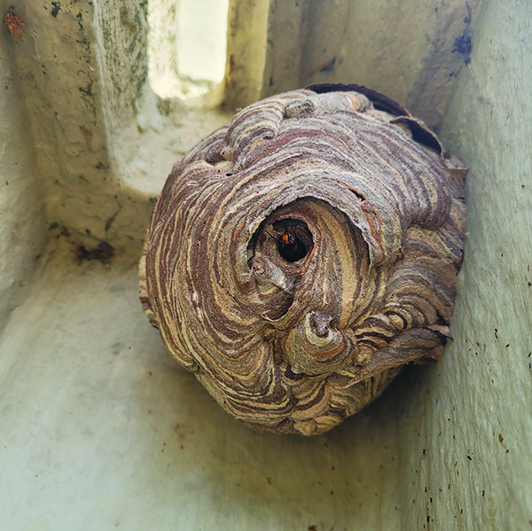 Yellow-legged hornet primary nest.