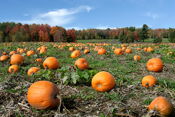 Orange pumpkins in field.